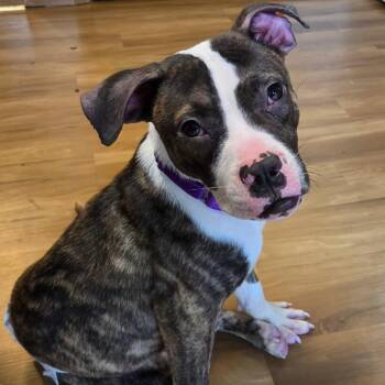 Hugo -  Mixed Breed Dog for Adoption in Edwardsville, Illinois - Hugo | PetCurious
