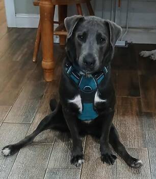 Rescue Labrador Retriever Dogs for Adoption in Ocean Springs, Mississippi - Rocky | PetCurious