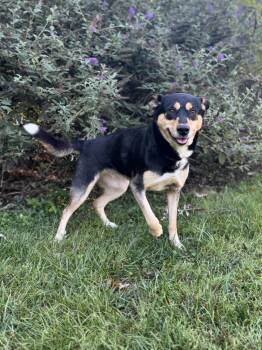 Rescue Husky Dogs for Adoption in Randleman, North Carolina - Pantera | PetCurious