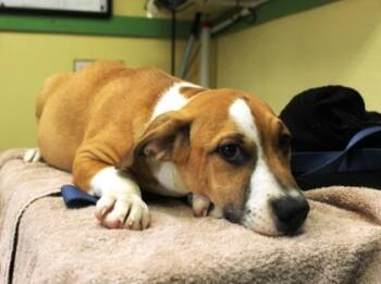 Rescue Black Mouth Cur and Mixed Breed Dogs for Adoption in Picayune, Mississippi - Fred | PetCurious