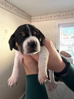 Beagle Dogs Available for Adoption - Donald (AL) | PetCurious