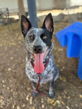 Gwen -  Australian Cattle Dog Blue Heeler Dog for Adoption in Paso Robles, California - Gwen | PetCurious