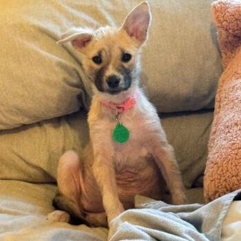 Mixed Breed and None Dogs Available for Adoption in Buffalo, Minnesota - Cassidy | PetCurious