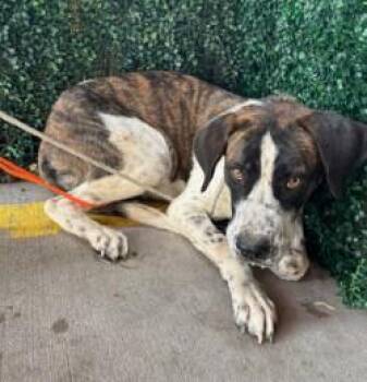 61299294 -  Hound and Mixed Breed Dog for Adoption in El Paso, Texas - 61299294 | PetCurious