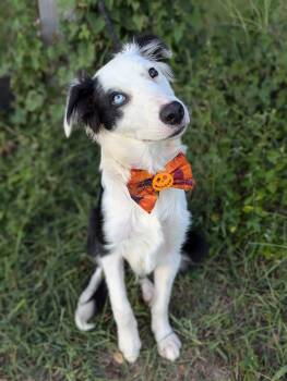Rescue Border Collie Dogs for Adoption in Tacoma, Washington - Mickey | PetCurious