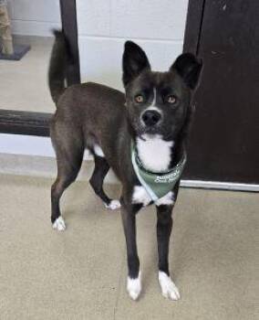 Siberian Husky Dogs Available for Adoption - Loki | PetCurious