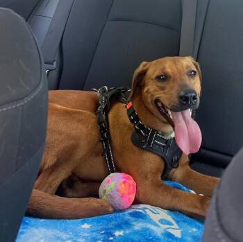 BEXAR -  Vizsla Dog for Adoption in San Antonio, Texas - BEXAR | PetCurious