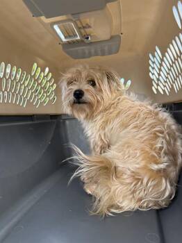 Norfolk Terrier Dogs Available for Adoption - STEWIE | PetCurious