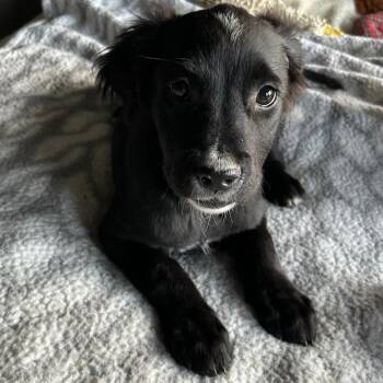 Mixed Breed Dogs Available for Adoption in Dekalb, Illinois - Carleigh | PetCurious