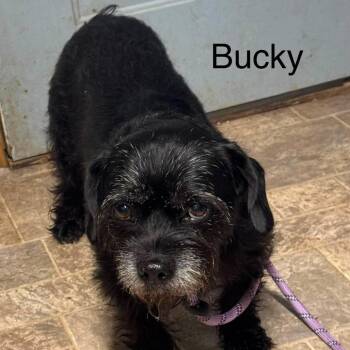Bucky -  Shih Tzu and Jack Russell Terrier Dog for Adoption in Normal, Illinois - Bucky | PetCurious
