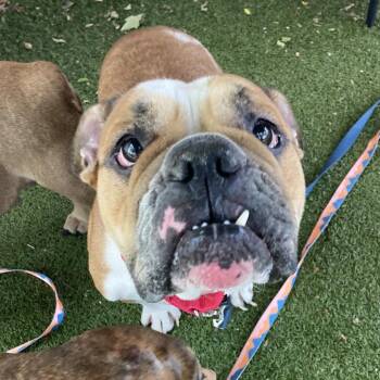 Lovey -  American Bulldog and Mixed Breed Dog for Adoption in Providence, Rhode Island - Lovey | PetCurious