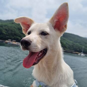 Rescue Labrador Retriever and Jindo Dogs for Adoption in Johns Creek, Georgia - Claude | PetCurious