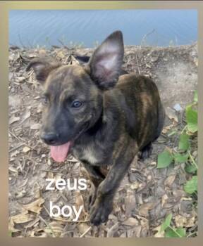 Zeus -  German Shepherd Dog Dog for Adoption in Manchester, Connecticut - Zeus | PetCurious