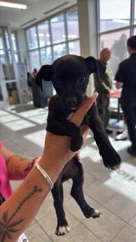 Chihuahua Dogs Available for Adoption - PEANUT | PetCurious