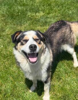 Luke -  Australian Shepherd Dog for Adoption in Decatur, Indiana - Luke | PetCurious