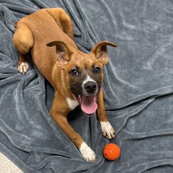 Boxer and Mixed Breed Dogs Available for Adoption - Petal | PetCurious