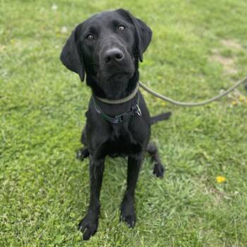 German Shorthaired Pointer Dogs Available for Adoption in Tipton, Iowa - Sirius Black | PetCurious
