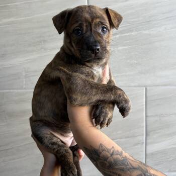 Mixed Breed Dogs Available for Adoption in Las Vegas, Nevada - Converse | PetCurious