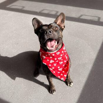 Mixed Breed Dogs Available for Adoption - Freeda | PetCurious