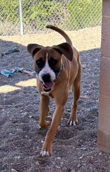 Boxer Dogs Available for Adoption in Cottonwood, Arizona - Boxster | PetCurious