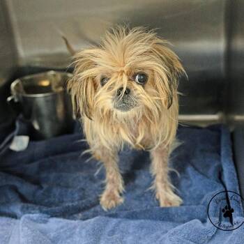 Magie -  Shih Tzu Dog for Adoption in Abilene, Texas - Magie | PetCurious