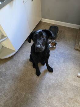 Rescue Labrador Retriever Dogs for Adoption in Evansville, Indiana - Bark Vader | PetCurious