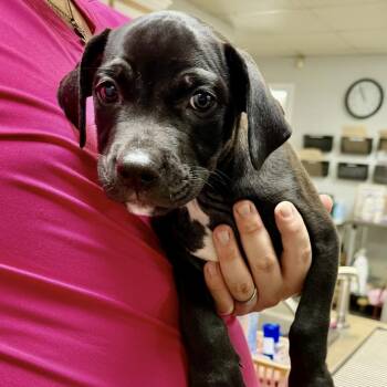 Squiggy -  Pit Bull Terrier Dog for Adoption in Semmes, Alabama - Squiggy | PetCurious
