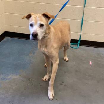 Mixed Breed Dogs Available for Adoption - Artemis | PetCurious