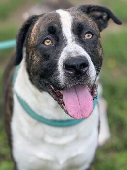 Wyatt -  Mixed Breed Dog for Adoption in Anderson, Indiana - Wyatt | PetCurious