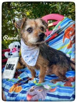 Norfolk Terrier Dogs Available for Adoption in Sebring, Florida - Rascal | PetCurious