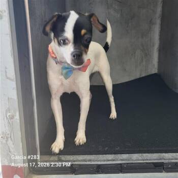 CLAIRE -  Chihuahua Dog for Adoption in San Antonio, Texas - CLAIRE | PetCurious