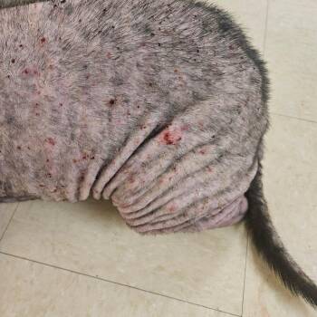 Mixed Breed Dogs Available for Adoption in Lake Panasoffkee, Florida - Champagne | PetCurious