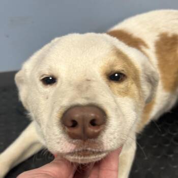 Mixed Breed Dogs Available for Adoption - Identity Theft | PetCurious