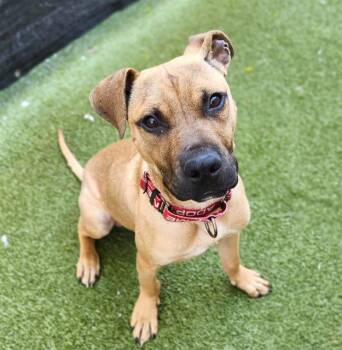 Pit Bull Terrier Dogs Available for Adoption in Minneapolis, Minnesota - CHASE | PetCurious