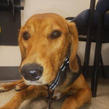 Hound and Mixed Breed Dogs Available for Adoption in San Francisco, California - Cozzette | PetCurious