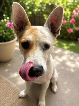 Barley -  Terrier Dog for Adoption in Coachella, California - Barley | PetCurious