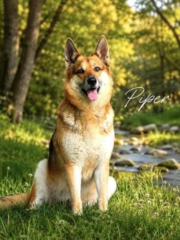 Piper -  German Shepherd Dog Dog for Adoption in Lucas, Texas - Piper | PetCurious