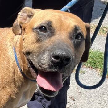 Dot -  Mountain Cur and Mixed Breed Dog for Adoption in Jacksonville, Arkansas - Dot | PetCurious