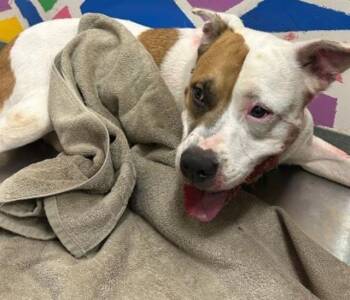 SISSY -  Pit Bull Terrier and Mixed Breed Dog for Adoption in Baytown, Texas - SISSY | PetCurious