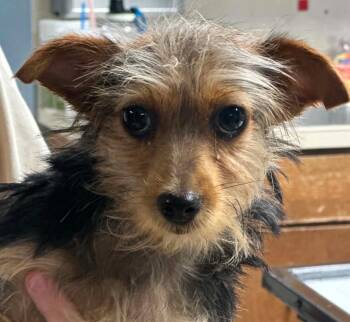 Muffin -  Yorkshire Terrier Dog for Adoption in Longmont, Colorado - Muffin | PetCurious