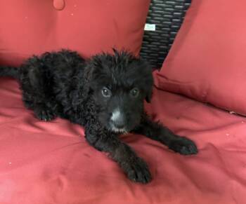 Bonnie -  Goldendoodle and German Shepherd Dog Dog for Adoption in Kannapolis, North Carolina - Bonnie | PetCurious