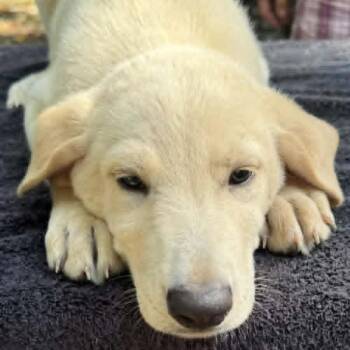 Ashton -  Mixed Breed Dog for Adoption - Ashton | PetCurious