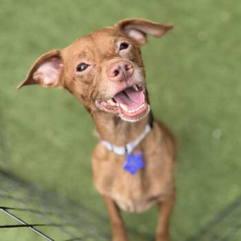 Dorito -  Chihuahua and Mixed Breed Dog for Adoption in San Francisco, California - Dorito | PetCurious