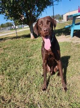 Rescue Labrador Retriever and Mixed Breed Dogs for Adoption in Ocala, Florida - PETER | PetCurious