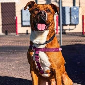 Rescue Pit Bull Terrier Dogs for Adoption in Colorado Springs, Colorado - Scrappy | PetCurious