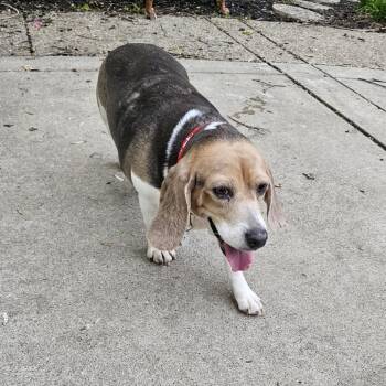 Beagle Dogs Available for Adoption - Alice | PetCurious