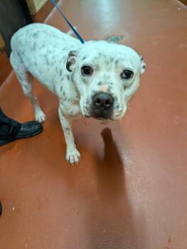 Mixed Breed Dogs Available for Adoption - Pongo | PetCurious