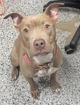 Precious -  Mixed Breed Dog for Adoption in West Chester, Pennsylvania - Precious | PetCurious