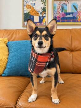 Toad Puddle Jumper -  Chihuahua and Border Collie Dog for Adoption in Friendswood, Texas - Toad Puddle Jumper | PetCurious