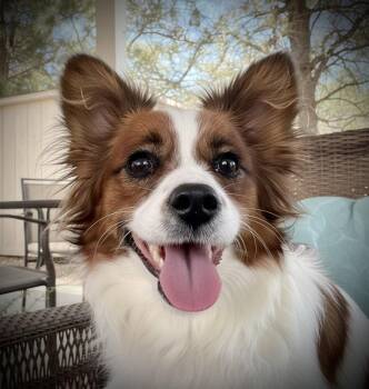 Gigi -  Corgi and Papillon Dog Available for Adoption in Penrose, Colorado - Gigi | PetCurious